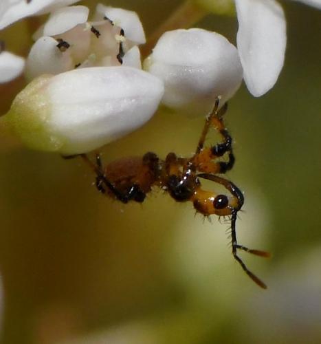 Rhynocoris sp.